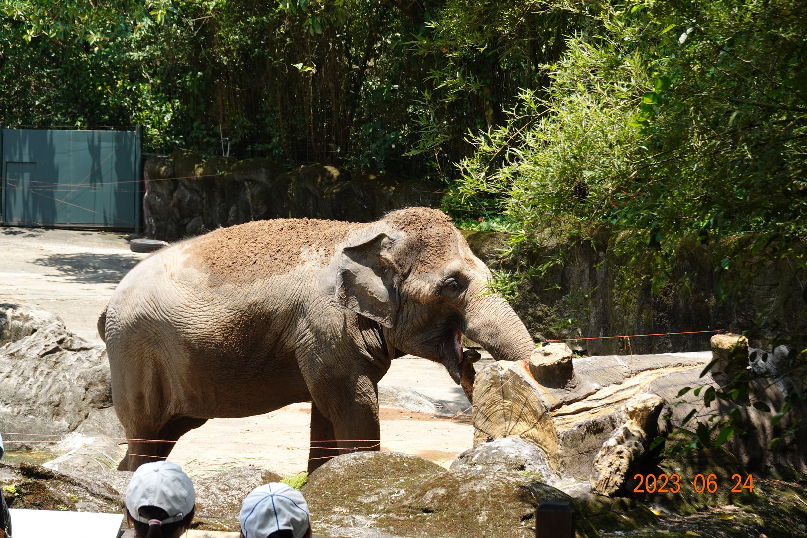 Asian Elephant (Elephas maximus)