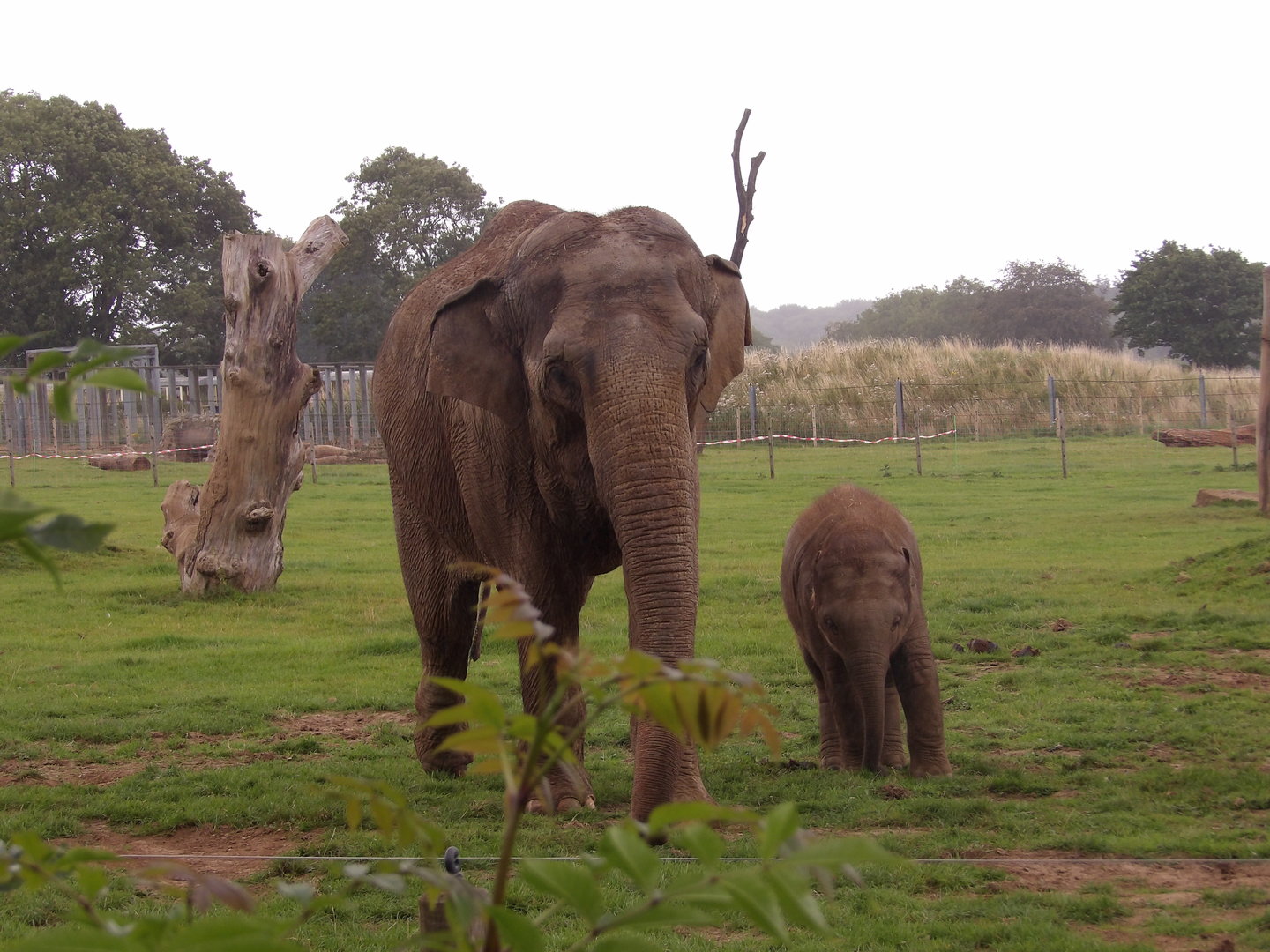 Asian Elephant (Elephas maximus)