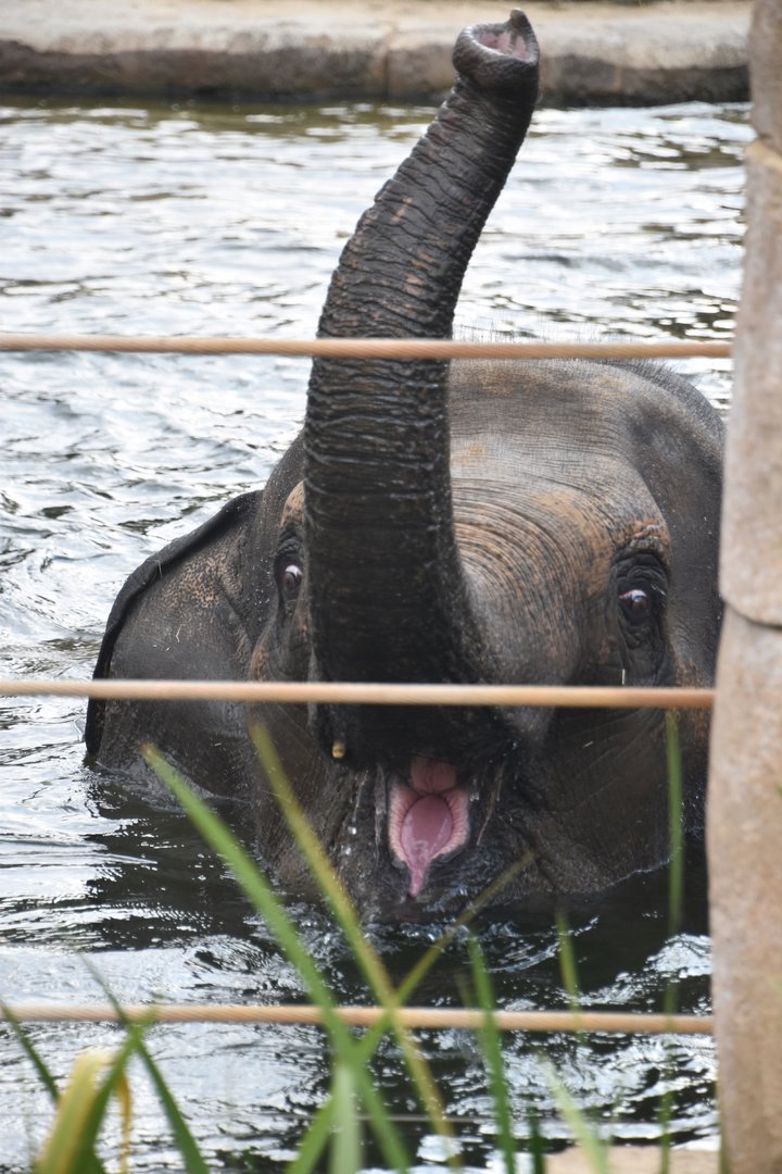 Asian elephant, Elephas maximus