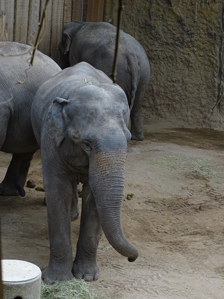 Asian elephant (Elephas maximus)