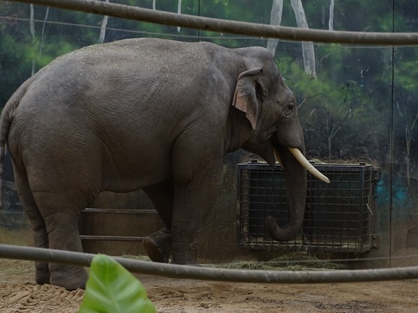 Asian elephant (Elephas maximus)