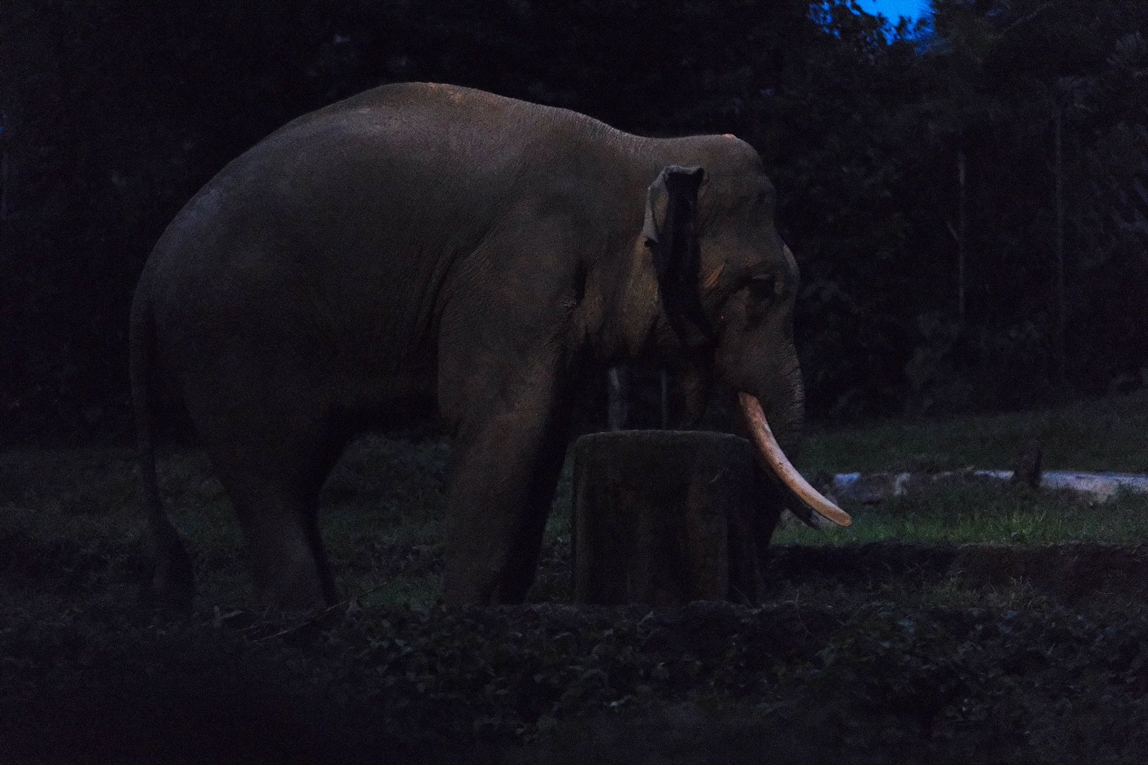 Asian Elephant (Elephas maximus)