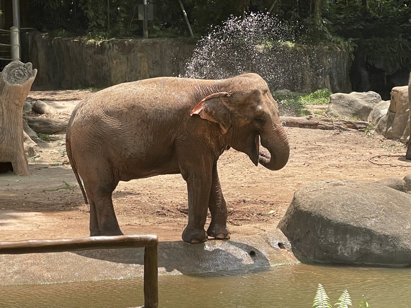 Asian Elephant (Elephas maximus)