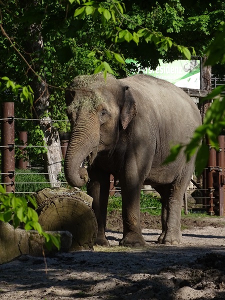 Asian elephant (Elephas maximus)
