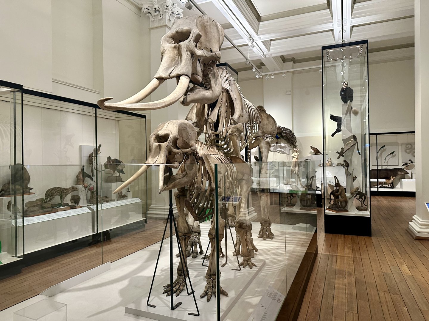 Asian elephant (Elephas maximus)