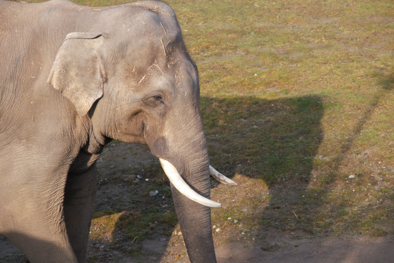 Asian Elephant (Elephas maximus)
