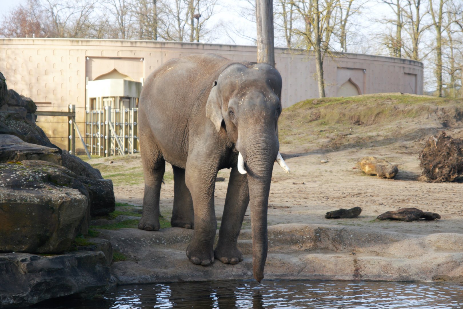 Asian Elephant (Elephas maximus)