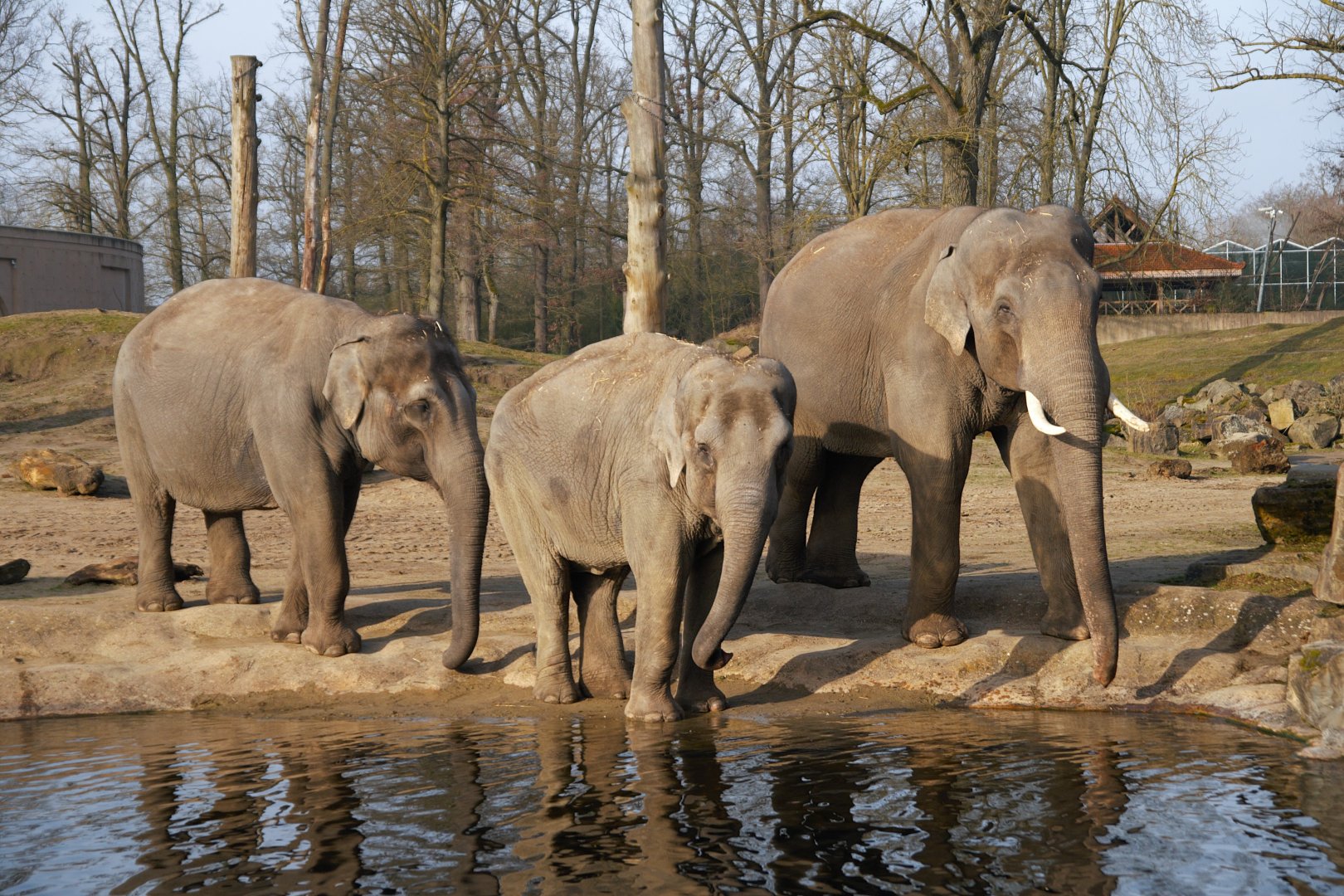 Asian Elephant (Elephas maximus)