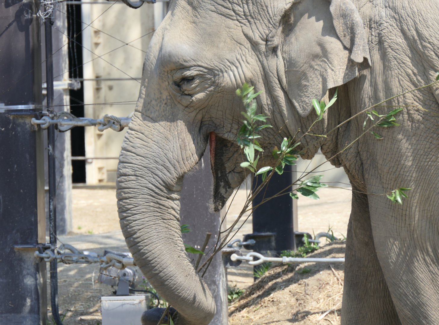 Asian Elephant (Elephas maximus)