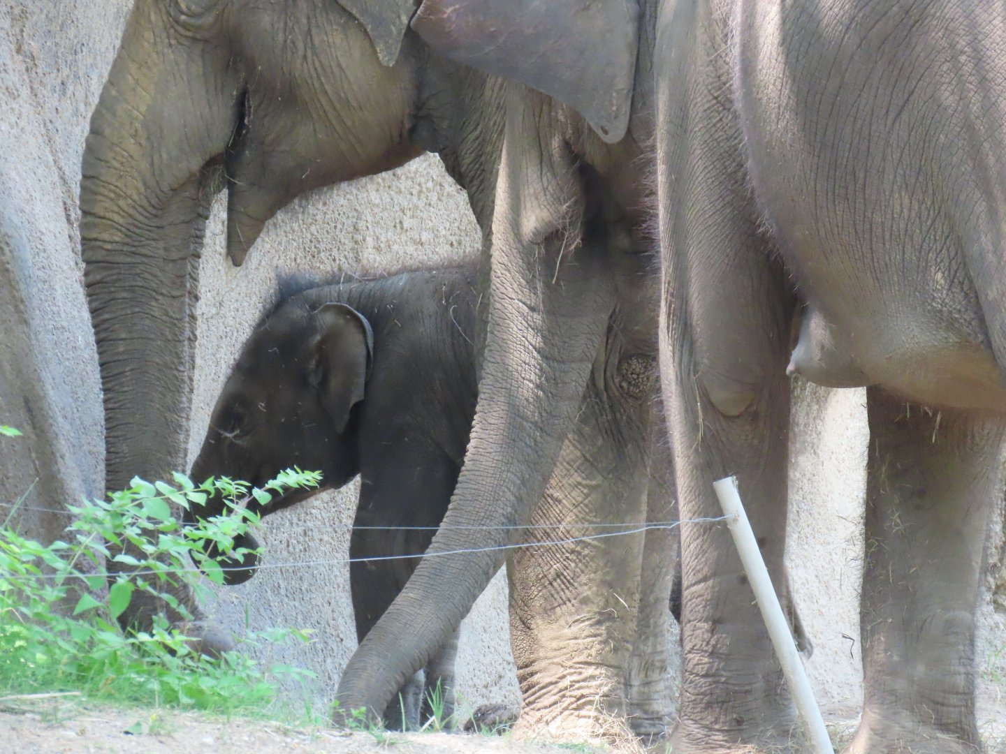 Asian Elephant (Elephas maximus)