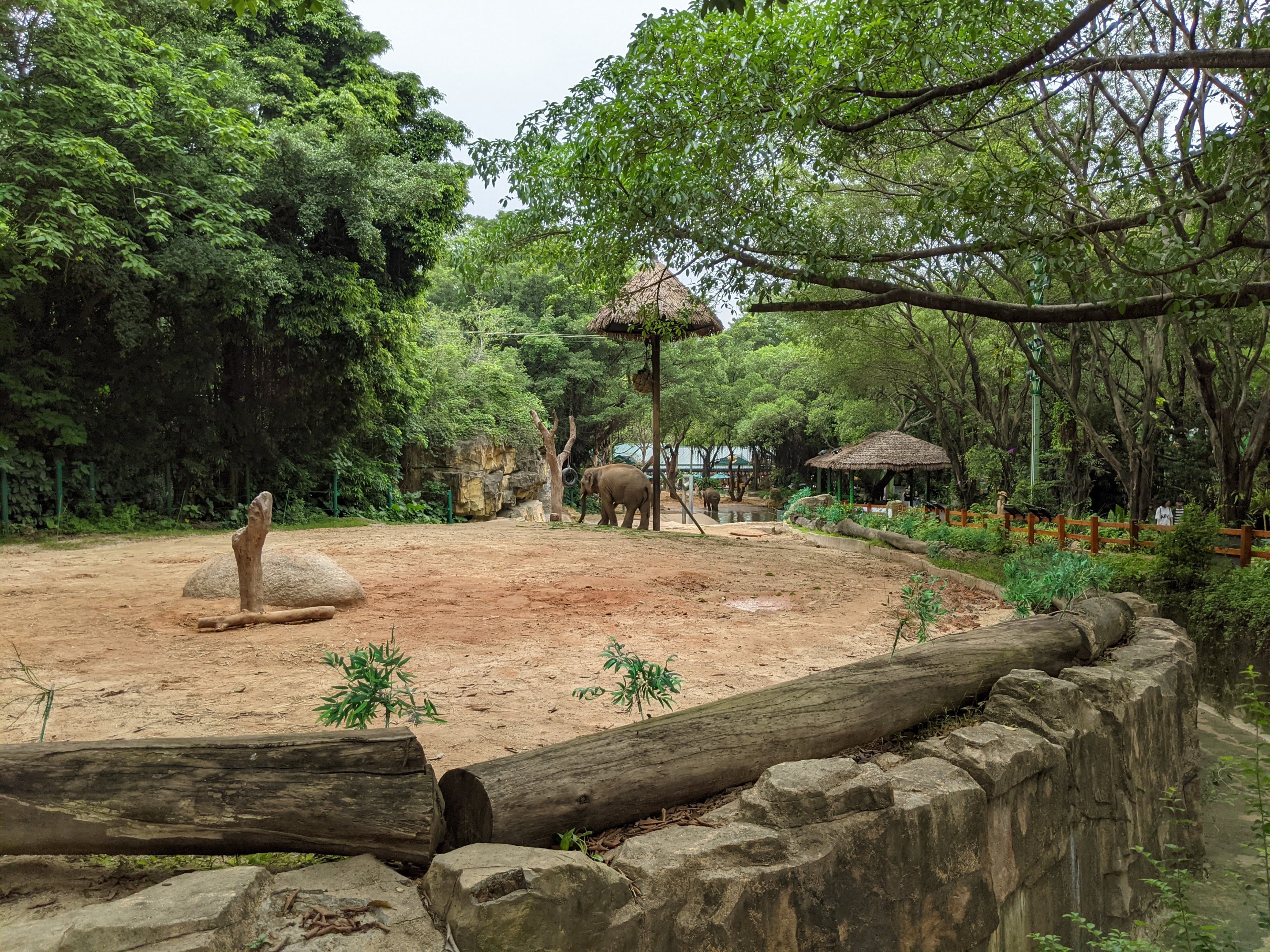 Asian Elephant (Elephas maximus)