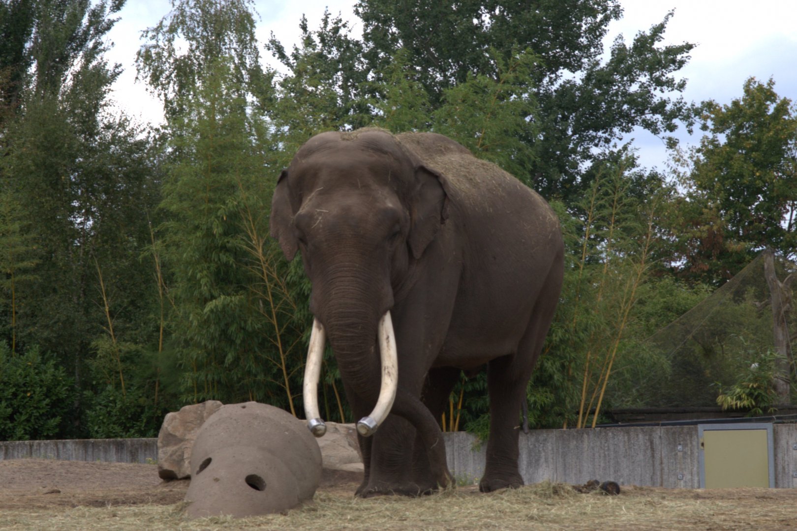 Asian Elephant (Elephas maximus)