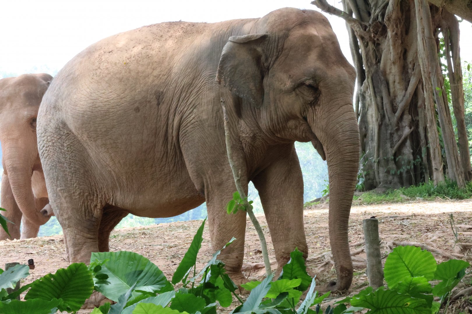 Asian elephant (Elephas maximus)