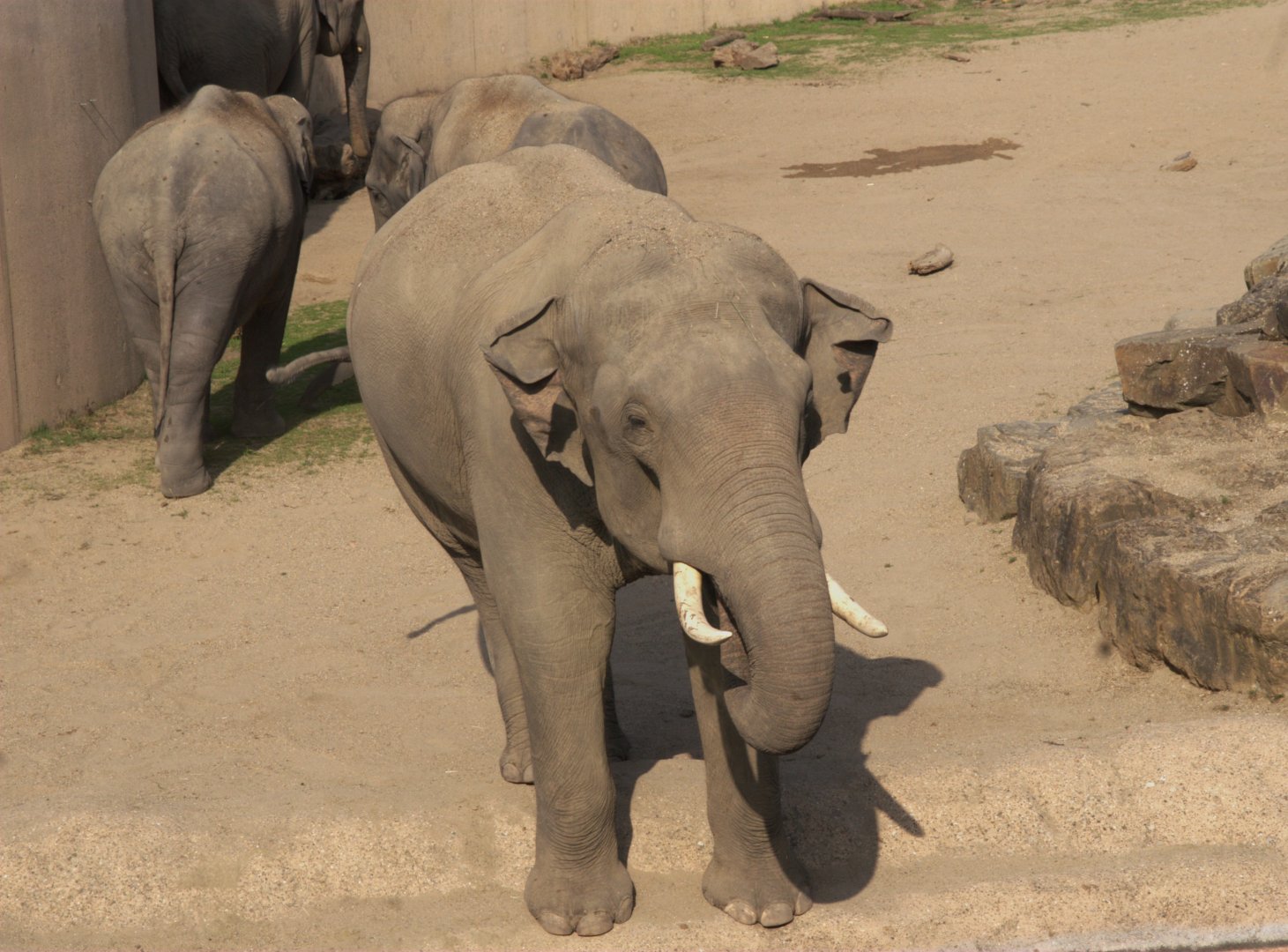 Asian Elephant (Elephas maximus)