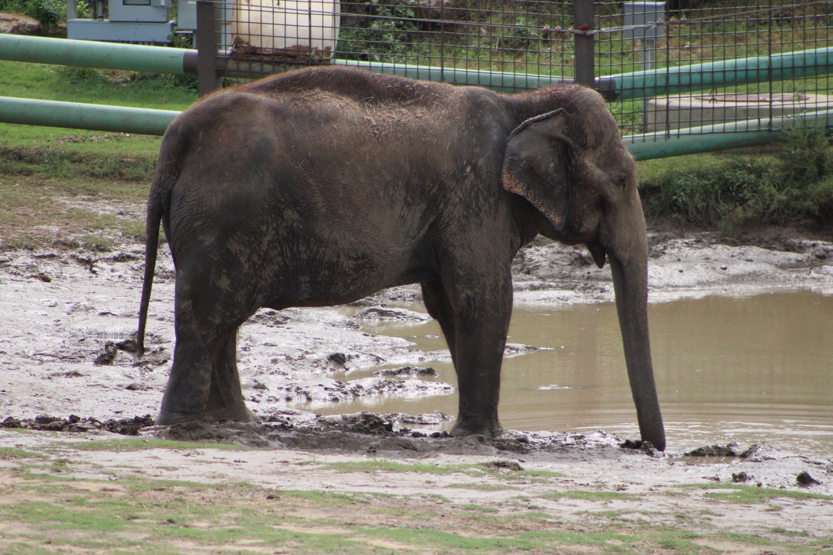 Asian Elephant (Elephas maximus)