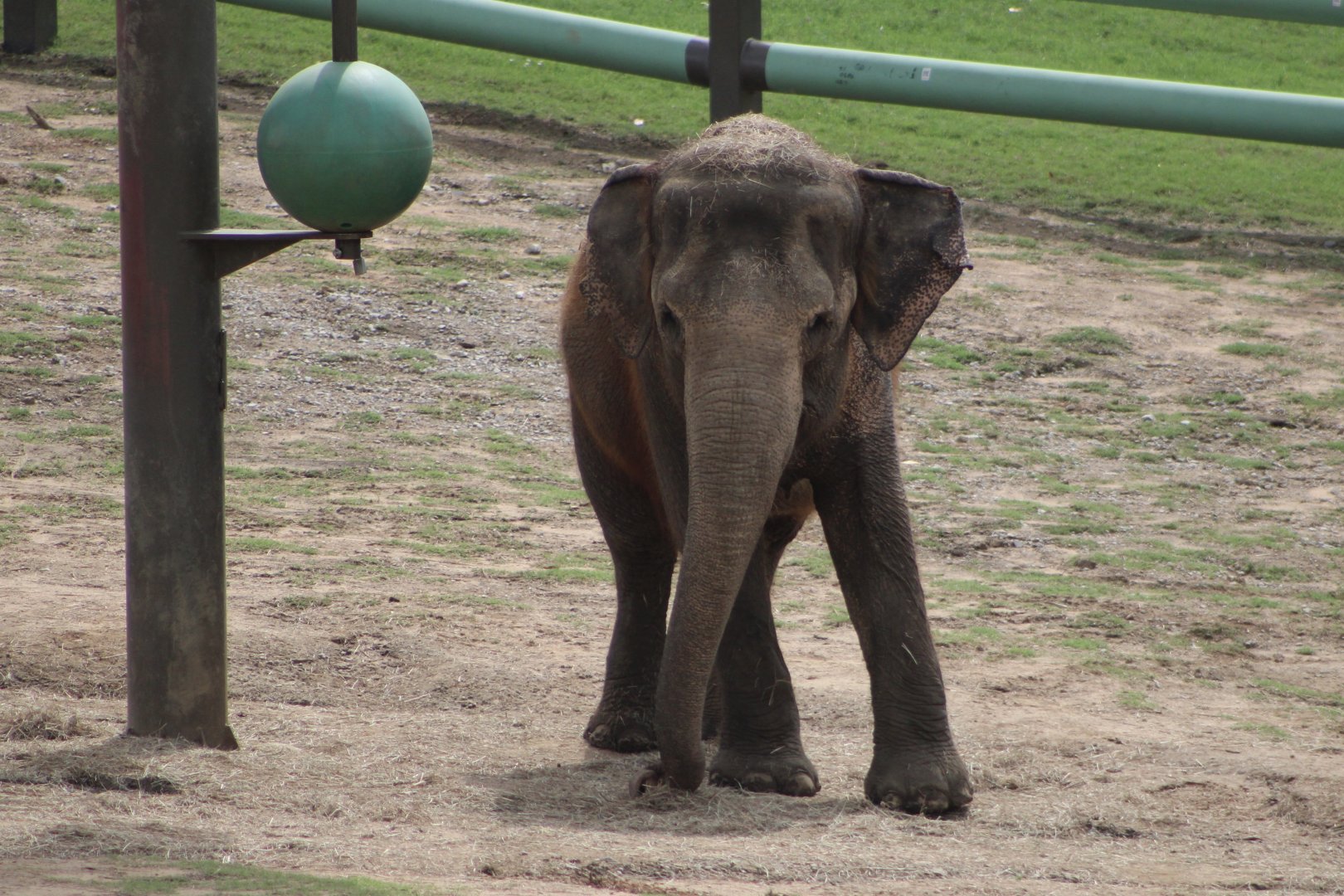 Asian Elephant (Elephas maximus)