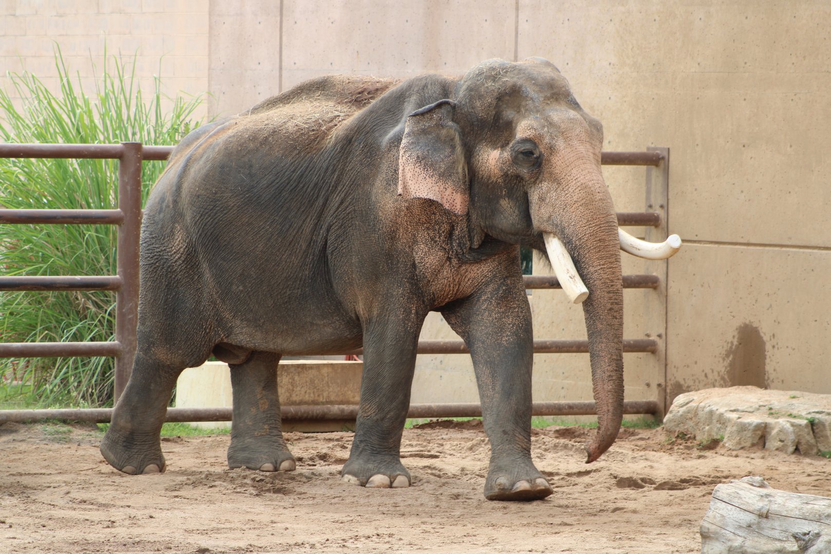 Asian Elephant (Elephas maximus)