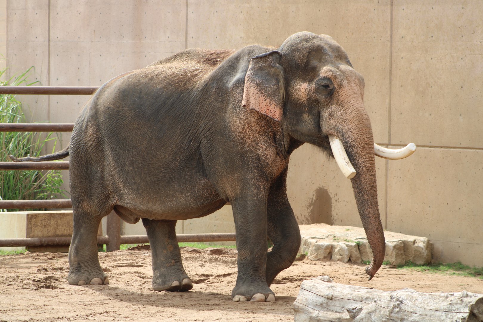 Asian Elephant (Elephas maximus)