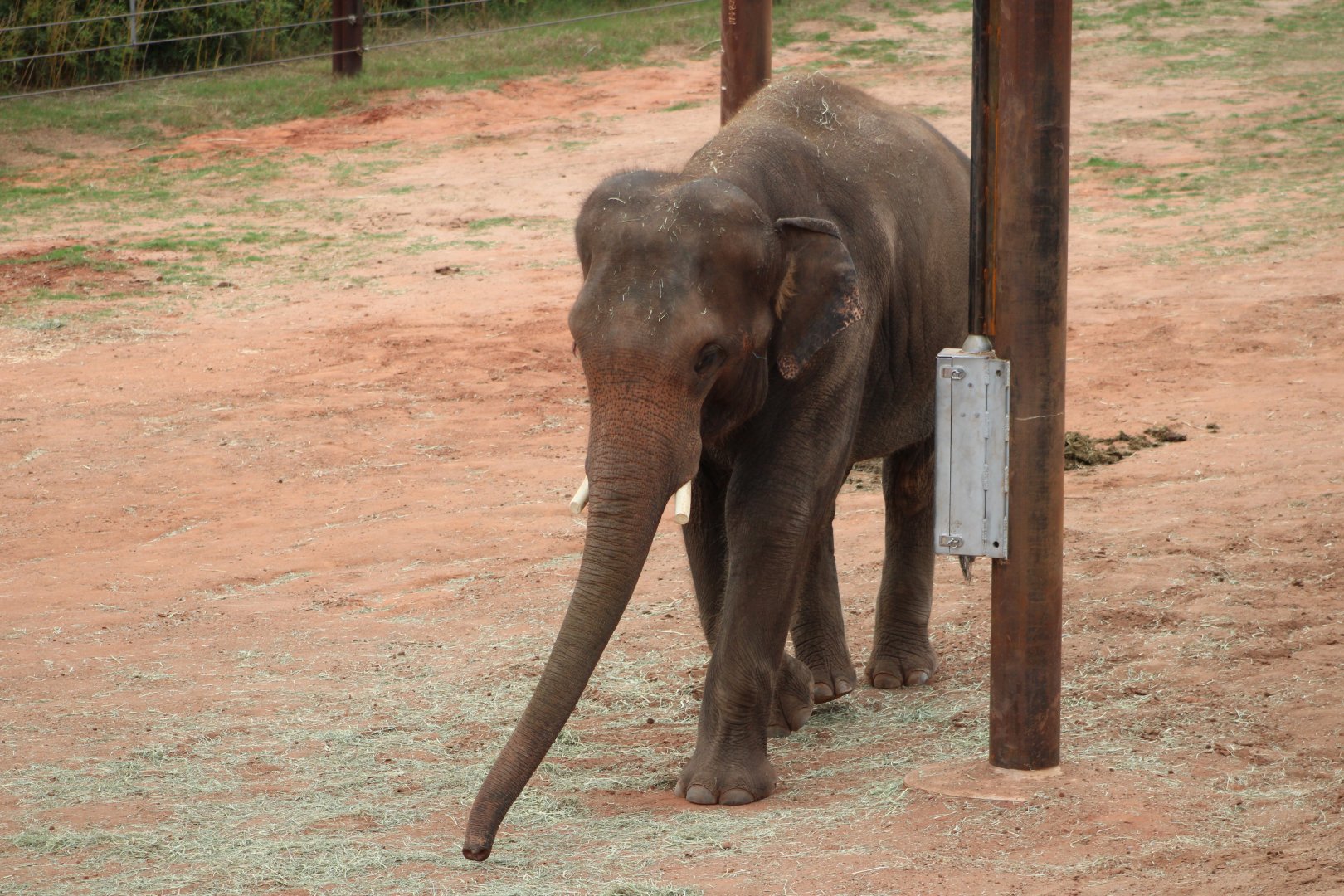 Asian Elephant (Elephas maximus)