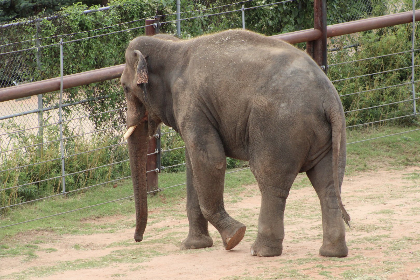 Asian Elephant (Elephas maximus)