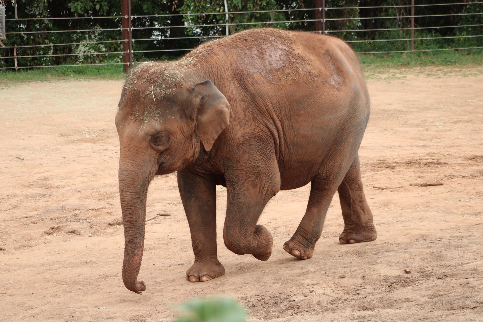 Asian Elephant (Elephas maximus)