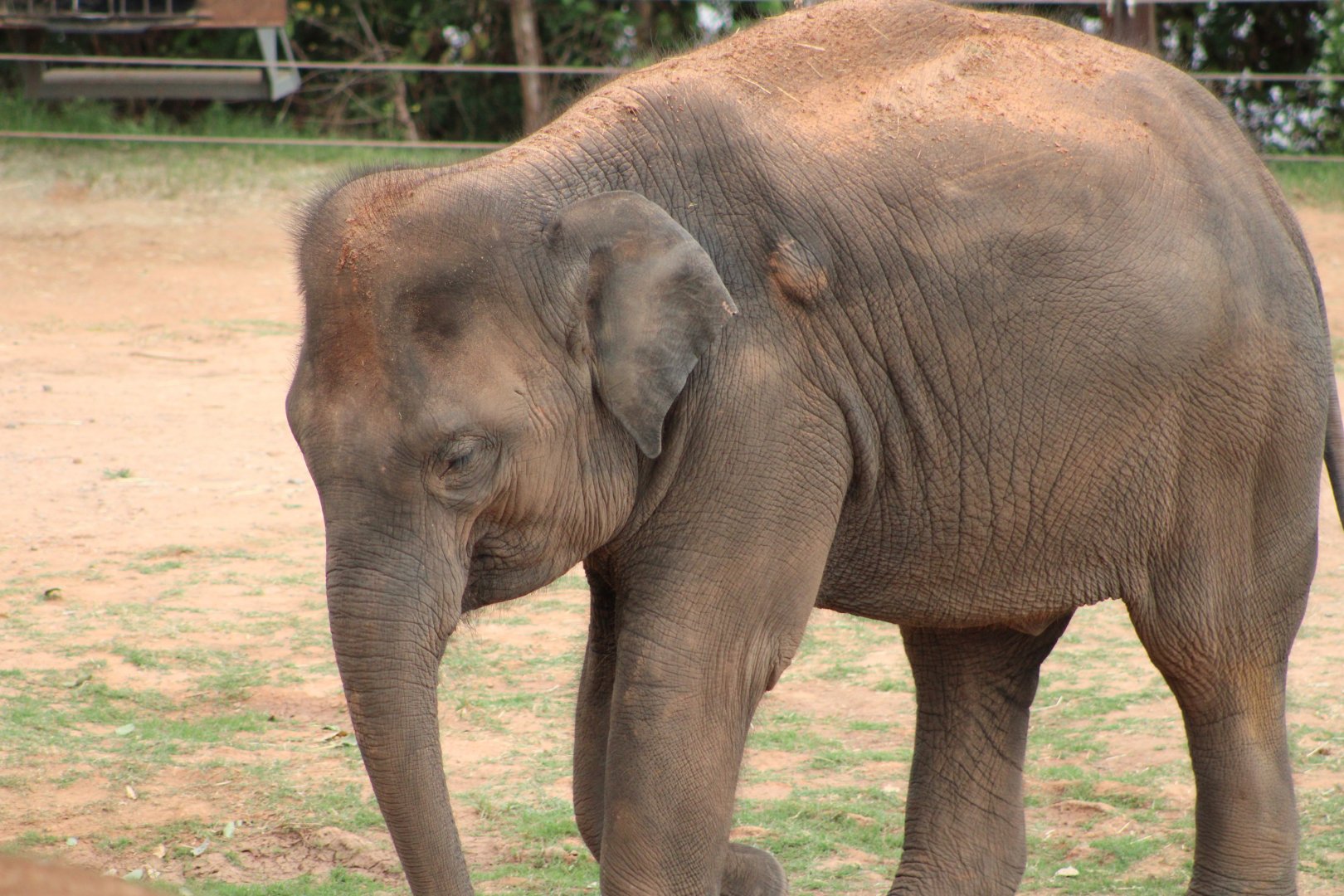 Asian Elephant (Elephas maximus)