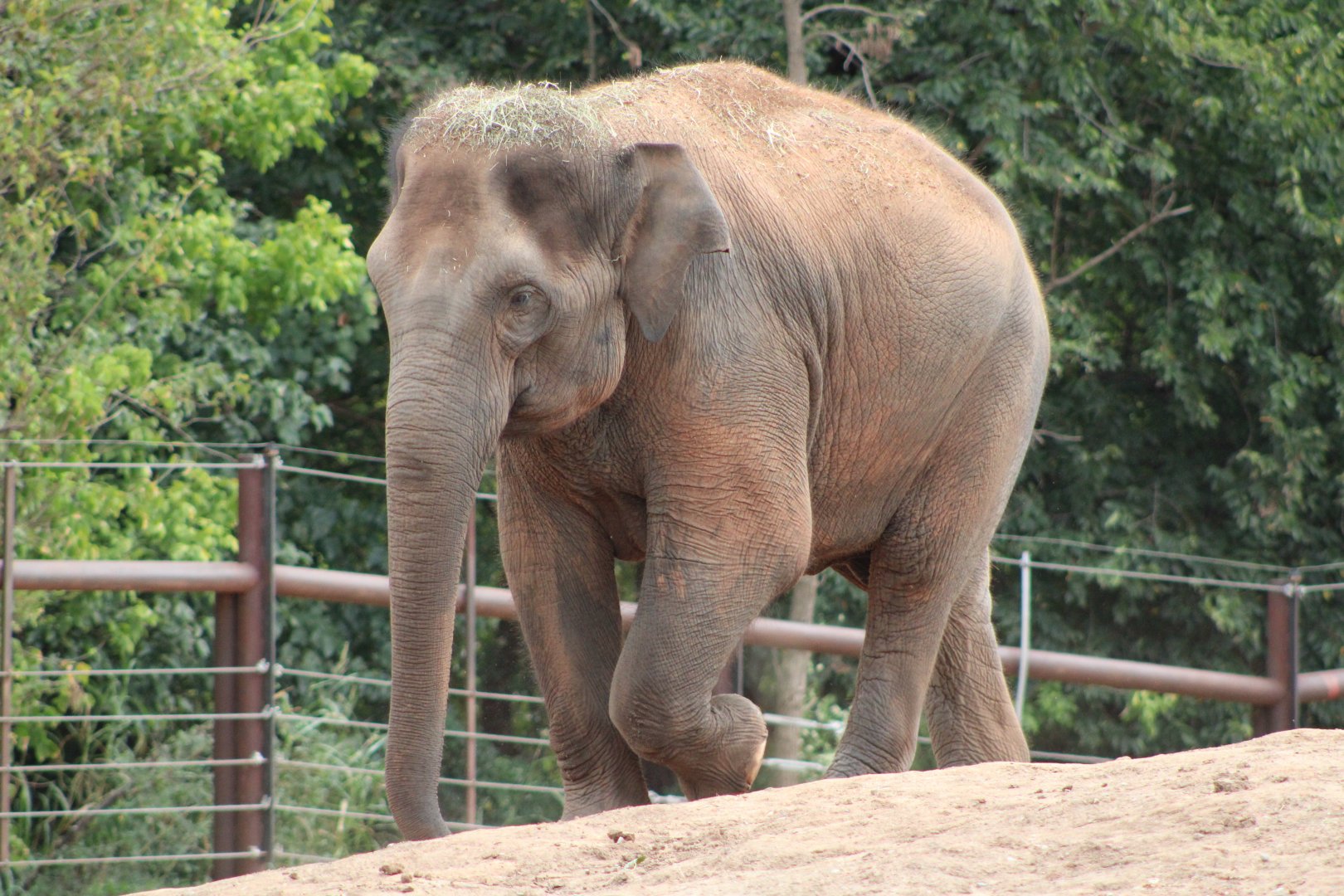 Asian Elephant (Elephas maximus)