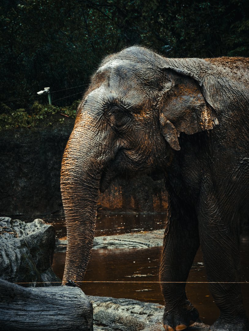 Asian Elephant (Elephas maximus)