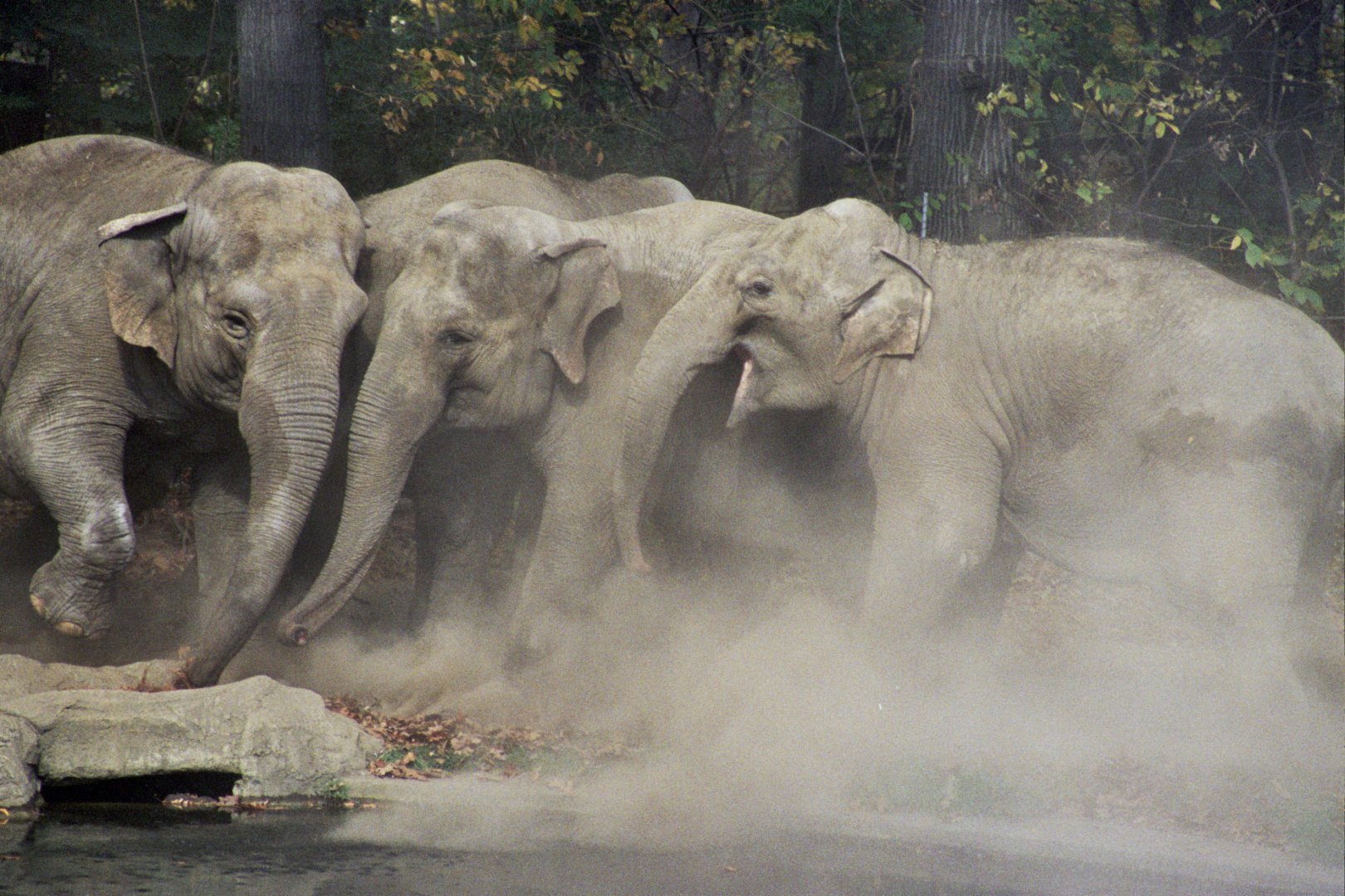 Asian elephant (Elephas maximus)