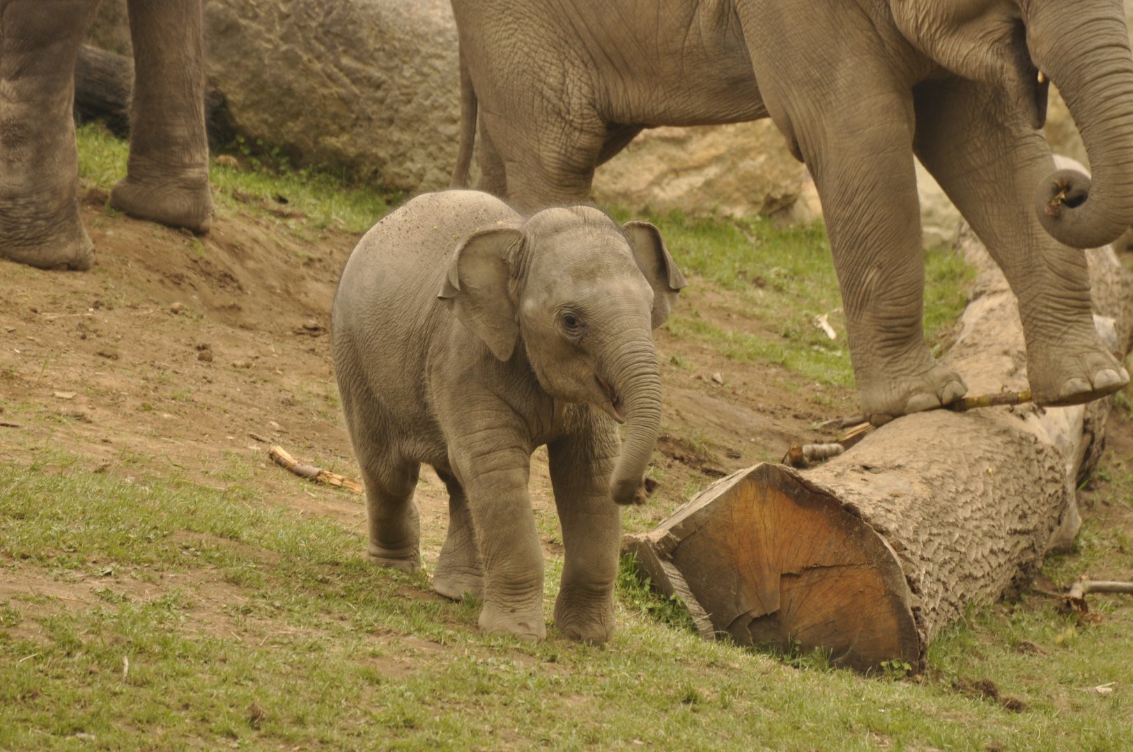 asian elephant Elephas maximus