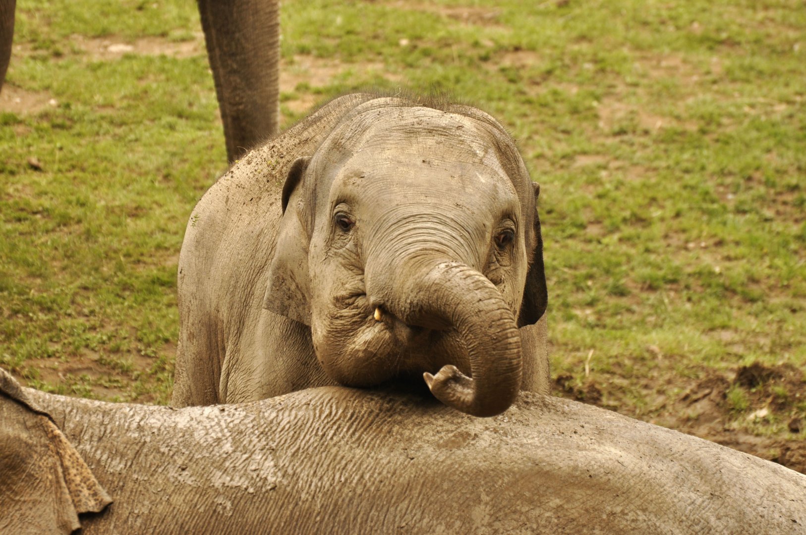 asian elephant Elephas maximus