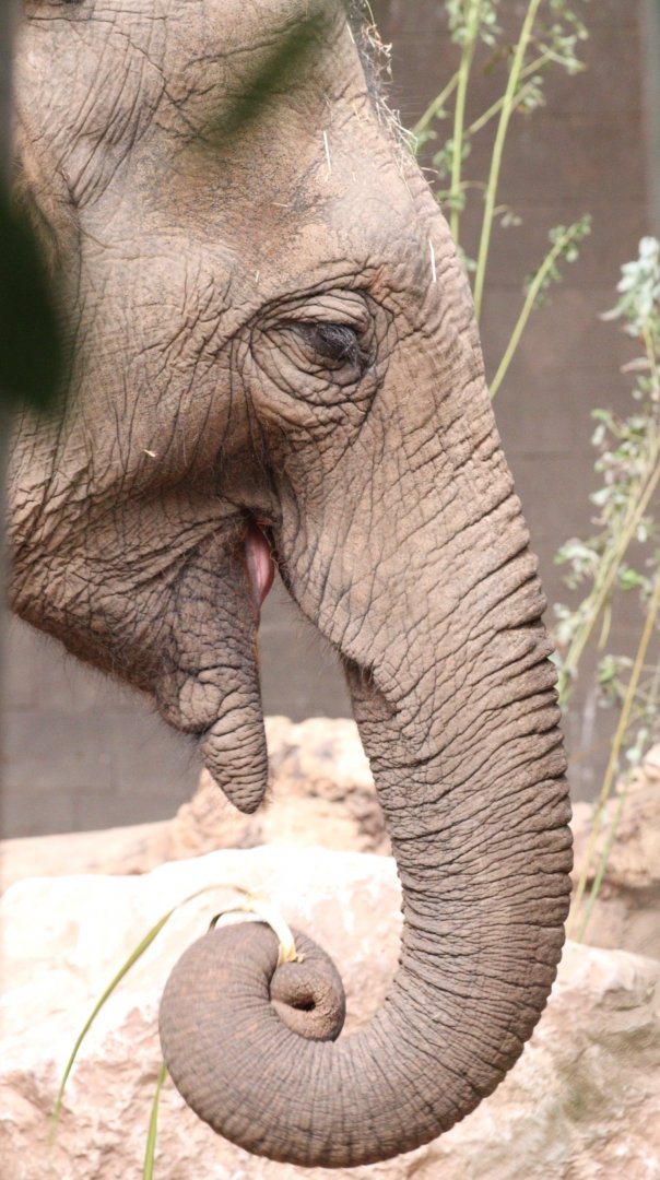 Asian Elephant 'Elizabeth'