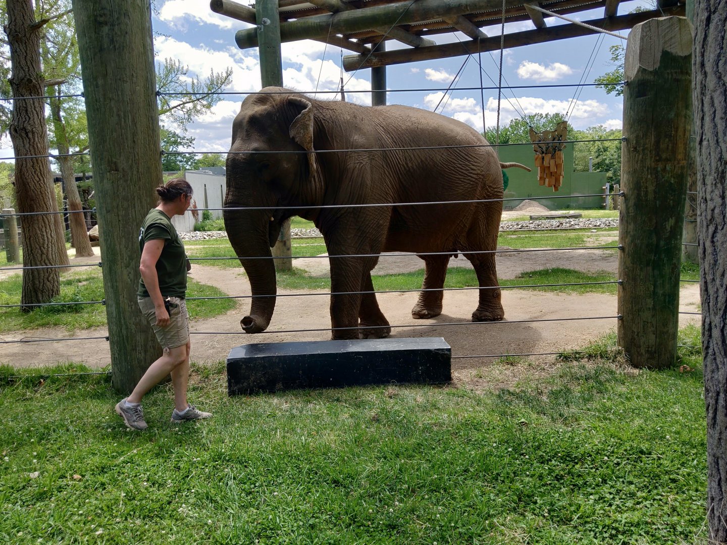 Asian elephant - Emily