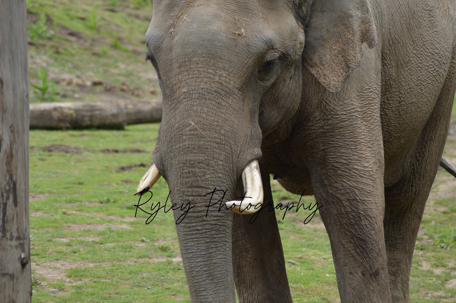 Asian Elephant Emmett