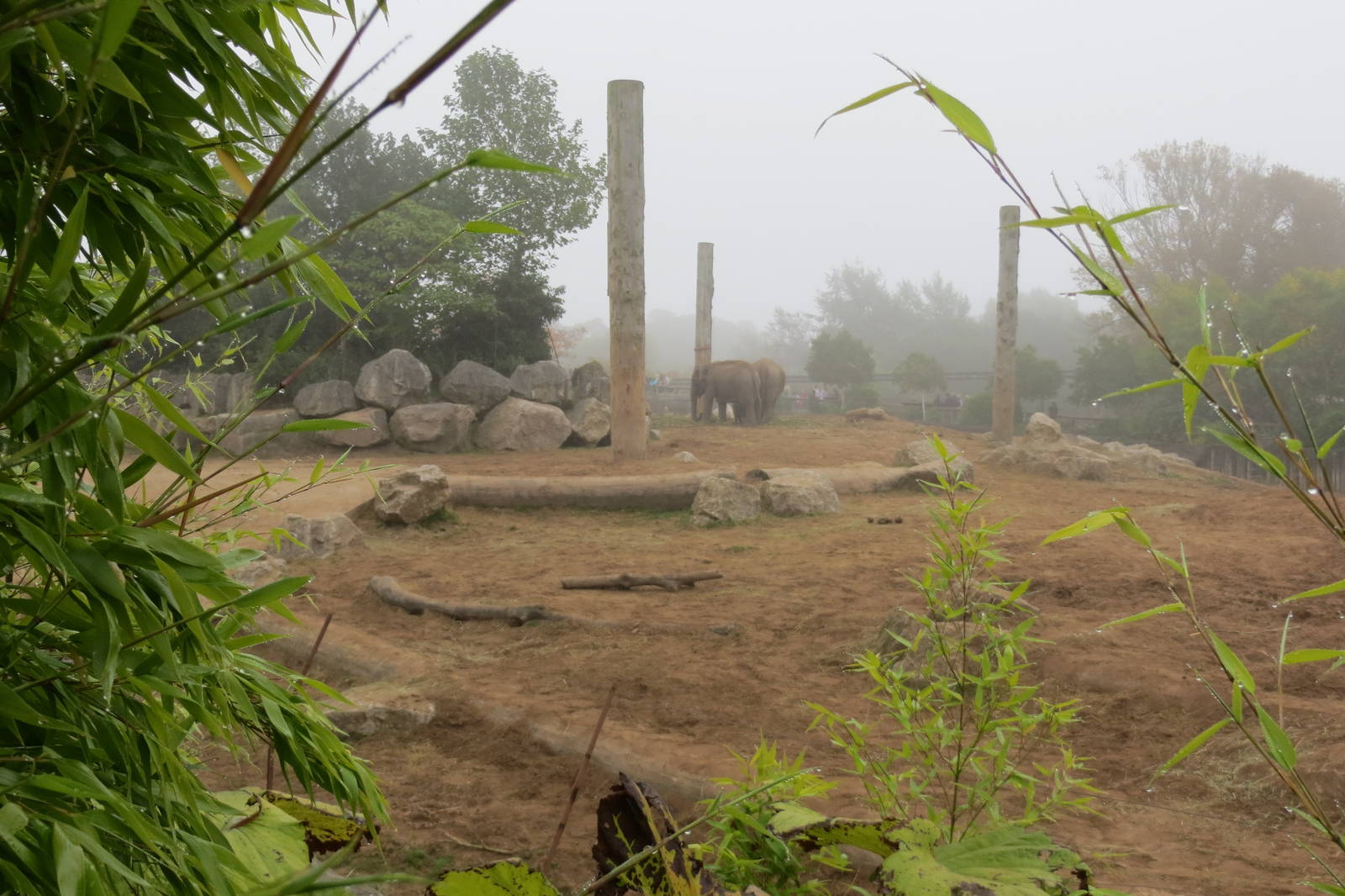 Asian Elephant Enclosure 031015