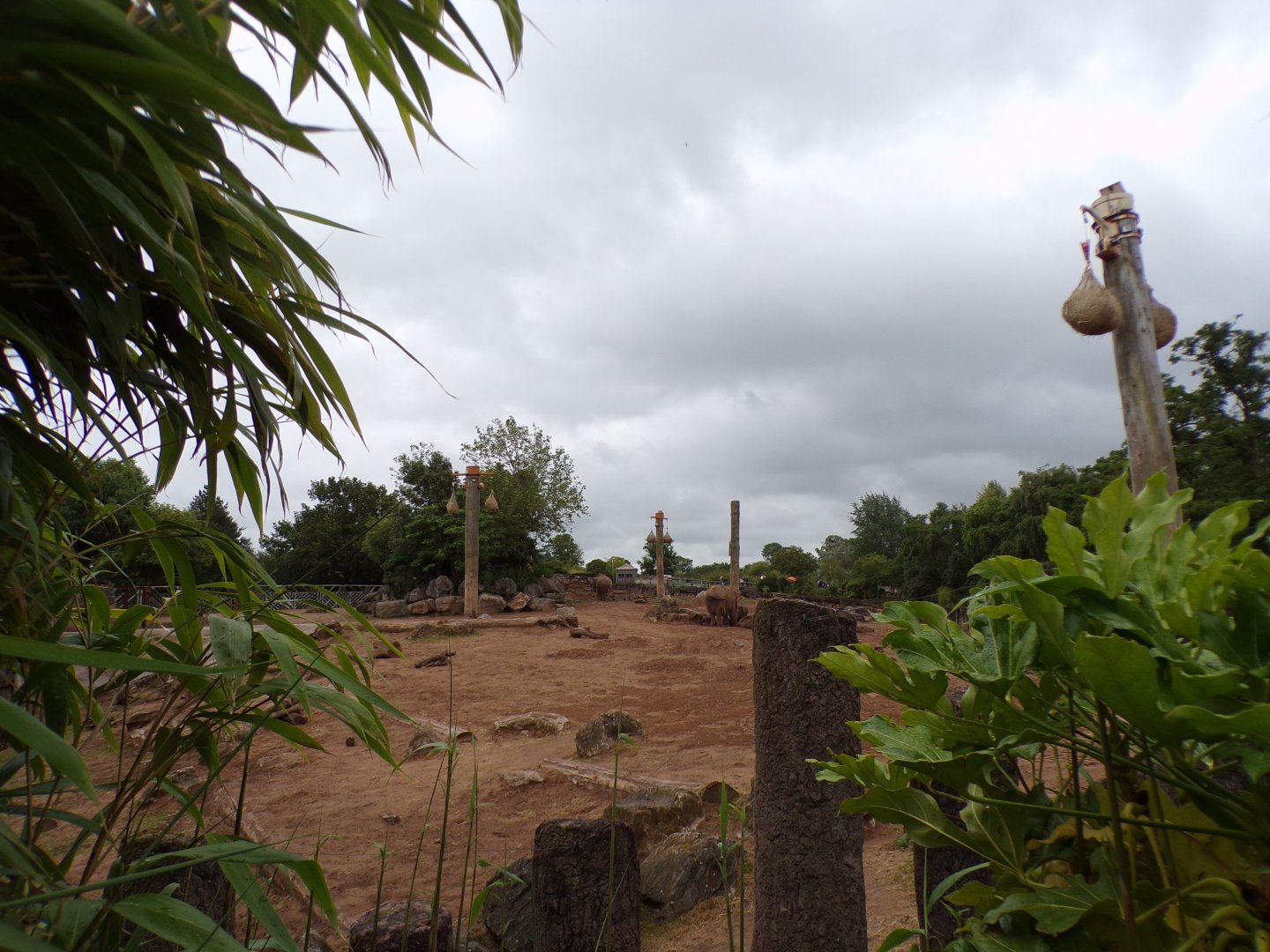 Asian elephant enclosure 29.6.24