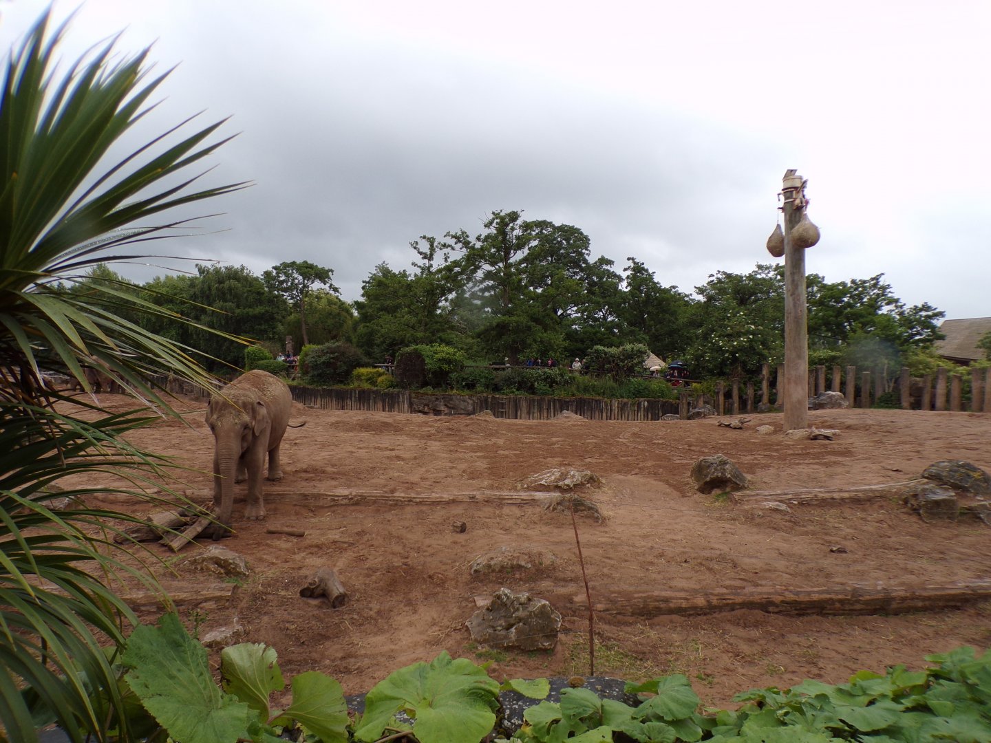 Asian elephant enclosure 29.6.24