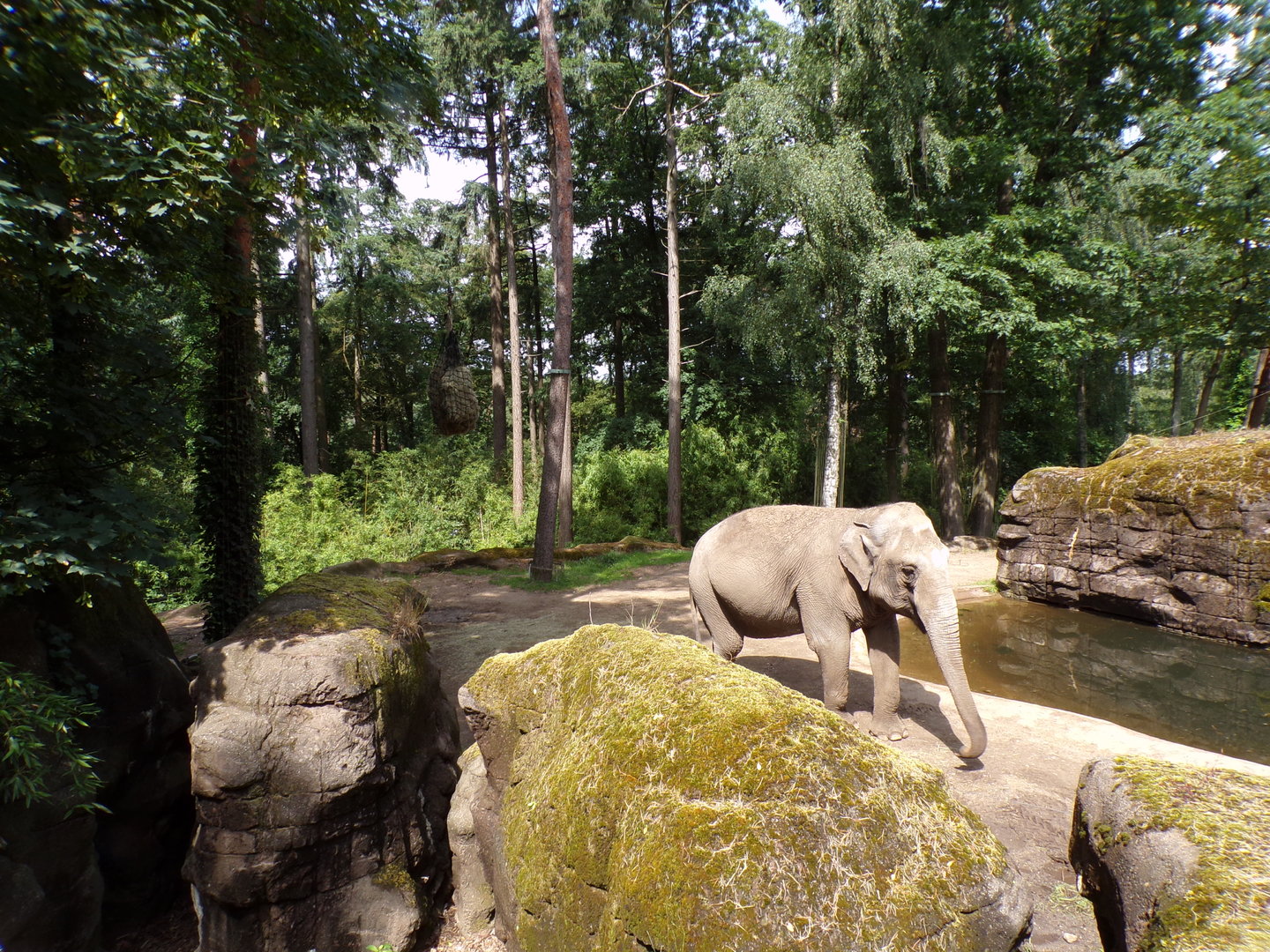 Asian elephant enclosure 6.7.23