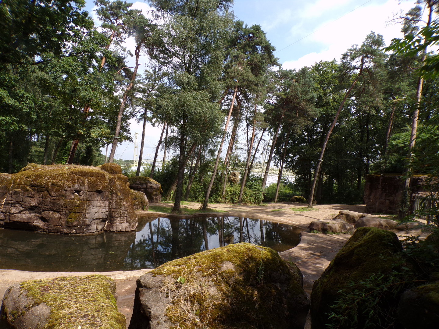Asian elephant enclosure 6.7.23