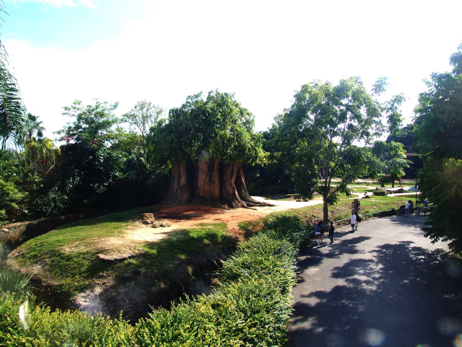 Asian Elephant Enclosure at Miami, 12/10/13