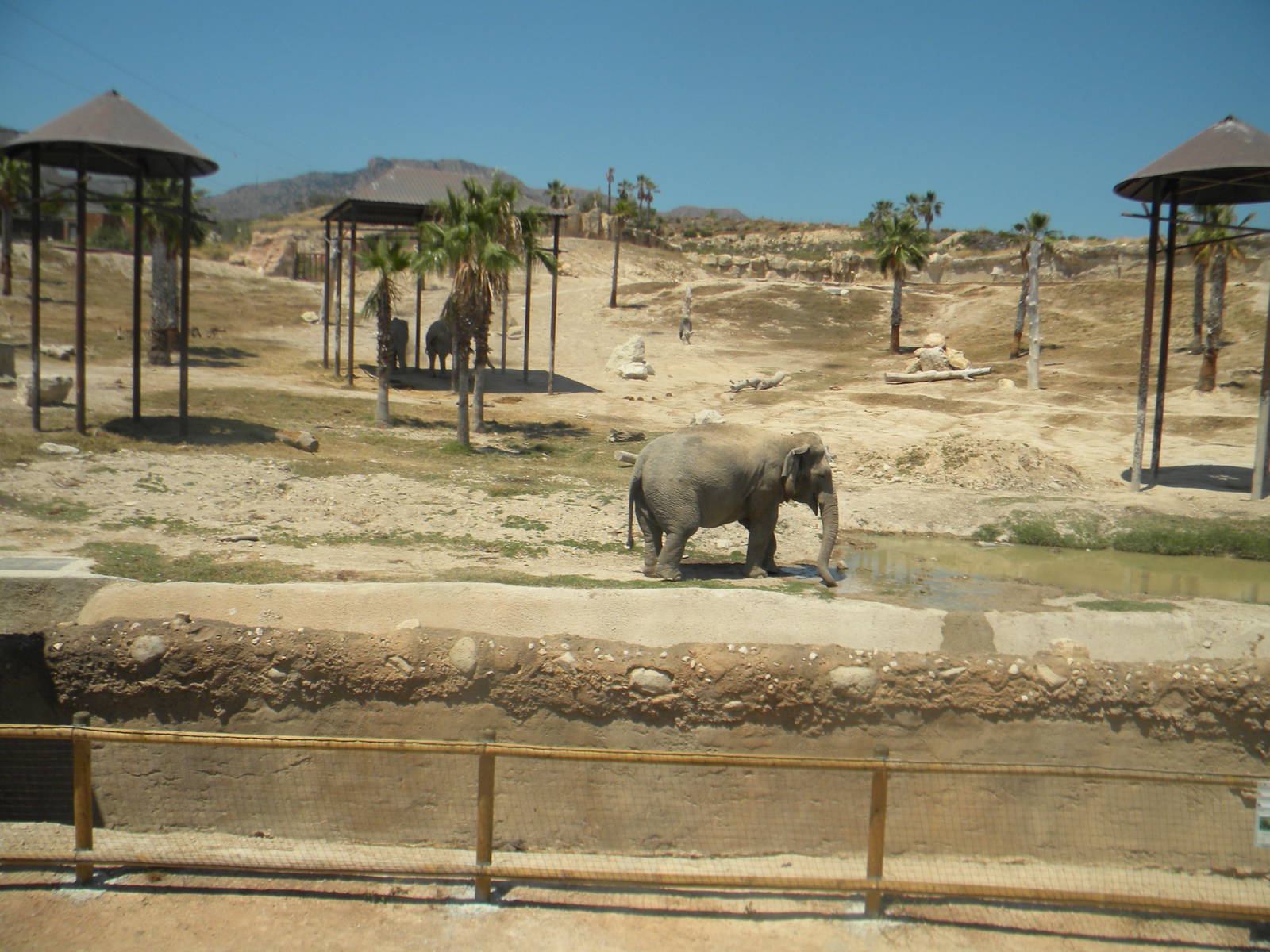Asian Elephant enclosure at Terra Natura 29/07/11