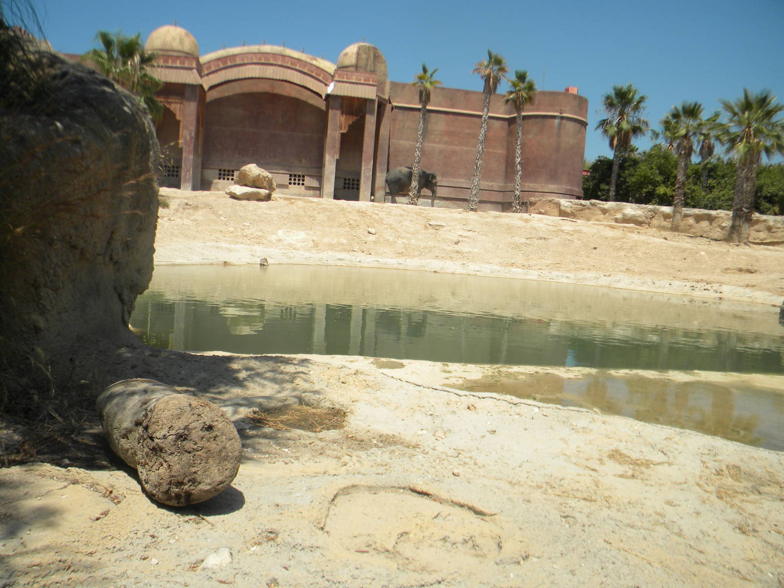Asian Elephant enclosure at Terra Natura 29/07/11