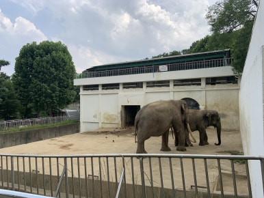 Asian elephant enclosure (Currently only housing one female/Elephas maximus)