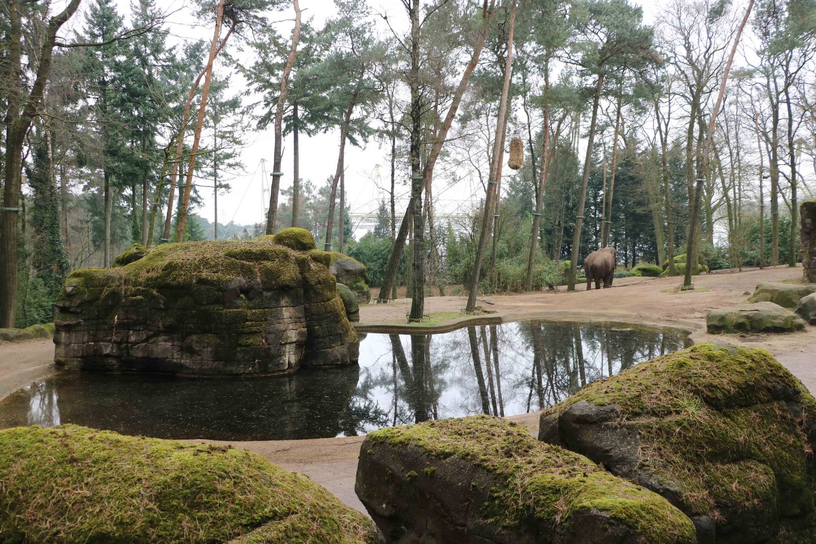 Asian elephant enclosure, February 2016