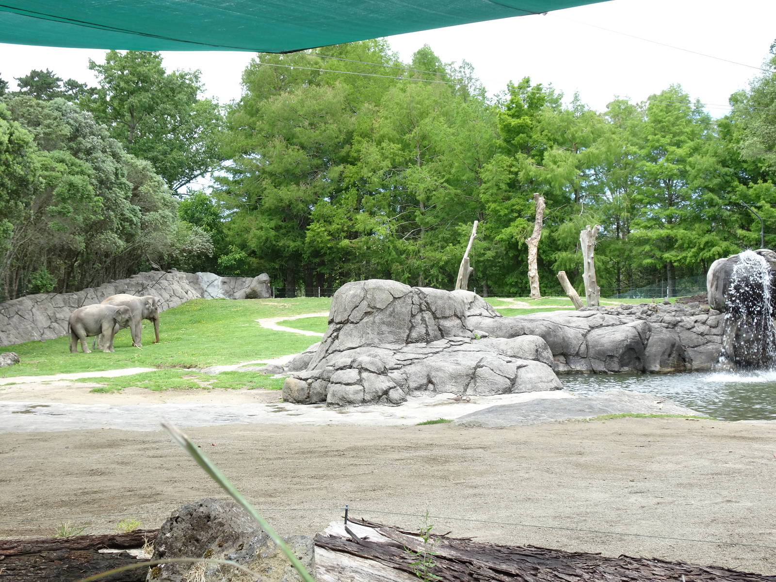 Asian Elephant enclosure, November 2015