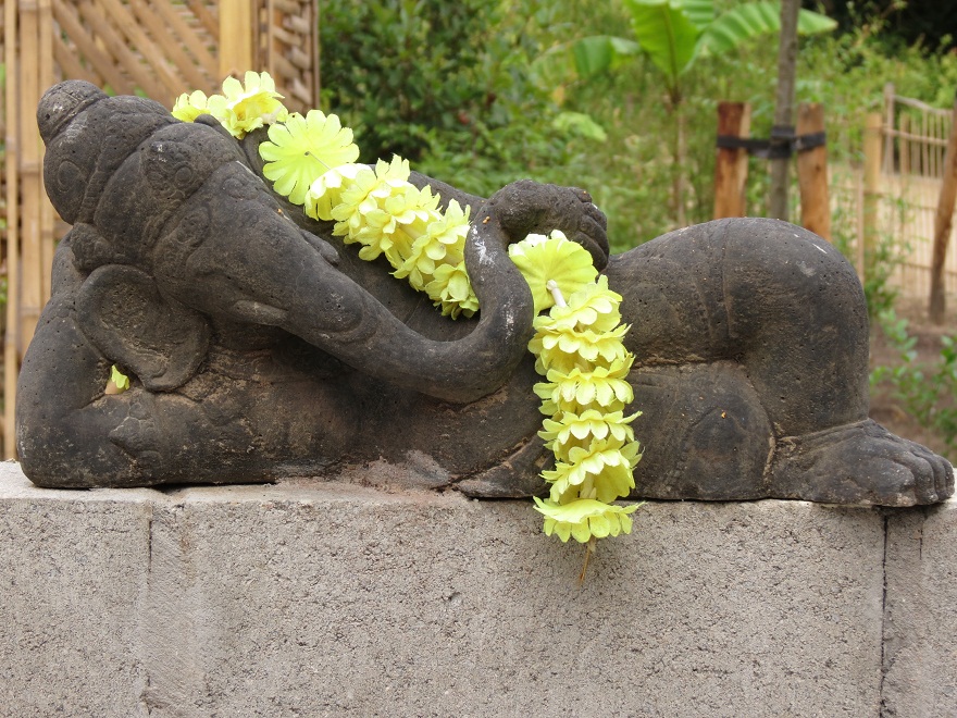 Asian Elephant Enclosure