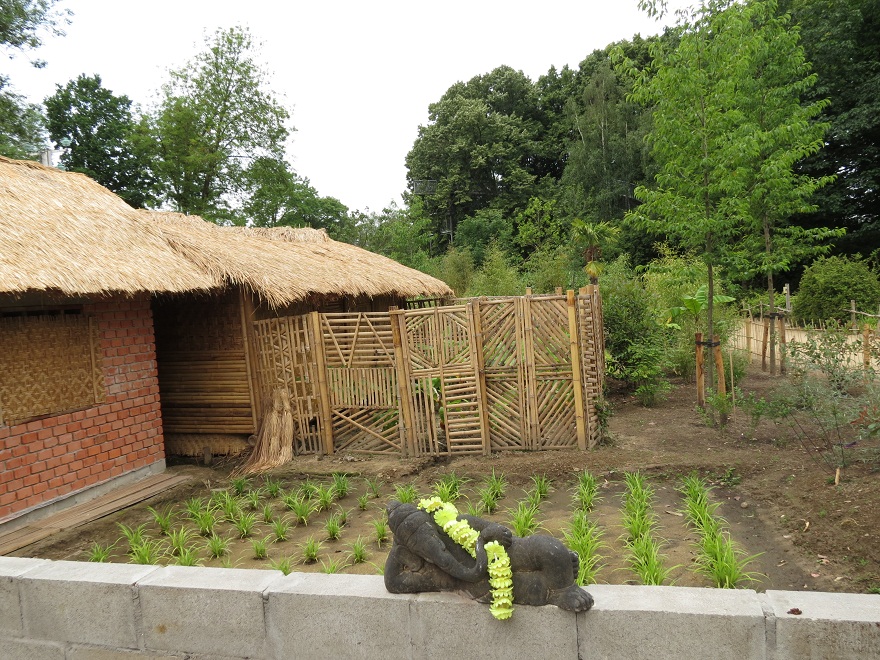 Asian Elephant Enclosure