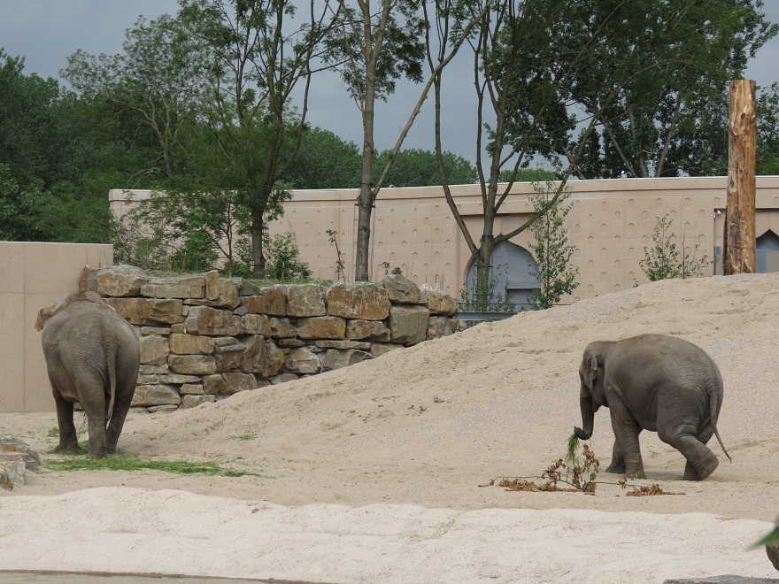 Asian Elephant Enclosure