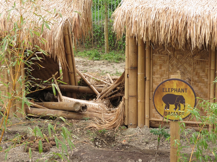 Asian Elephant Enclosure