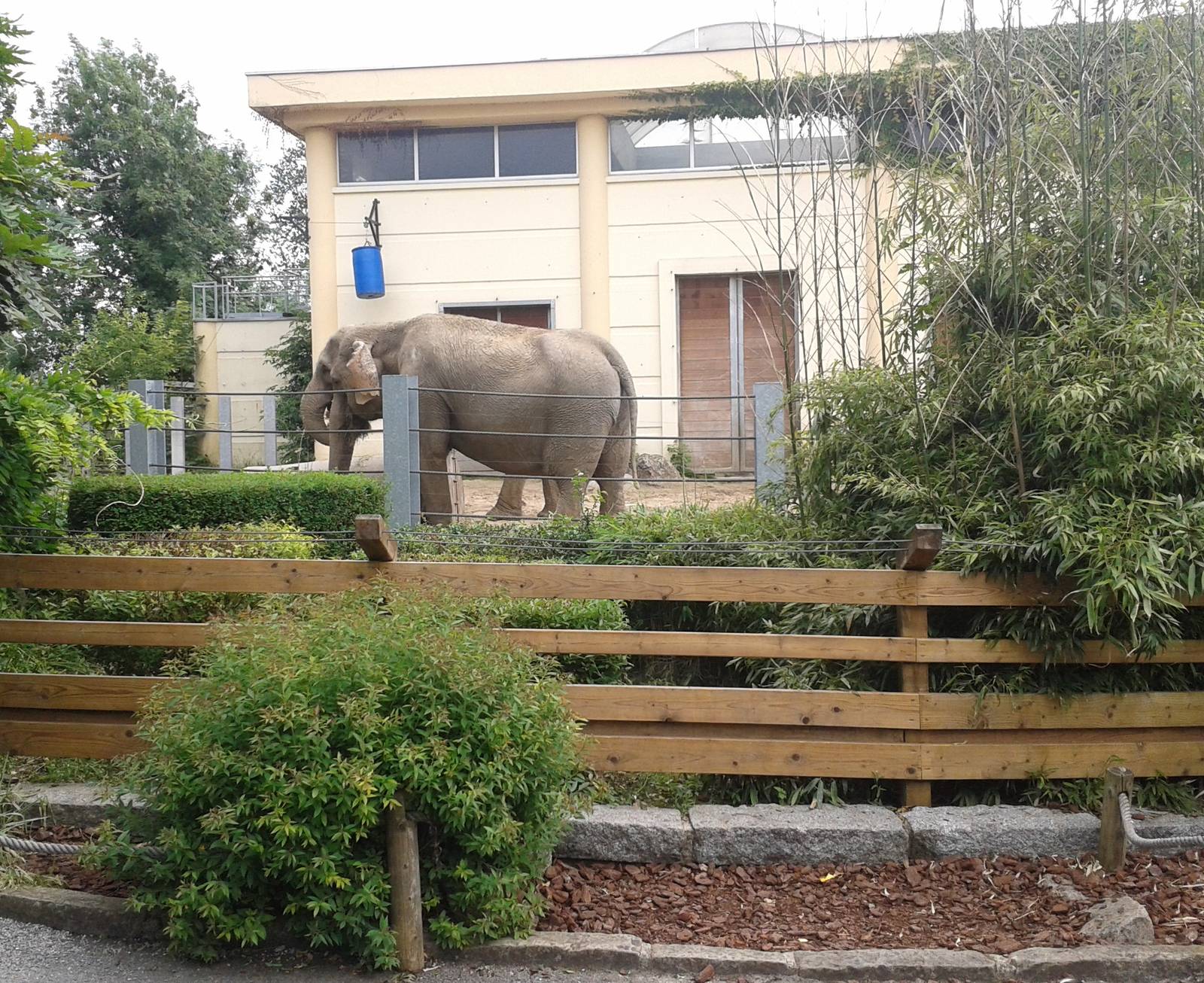 Asian elephant enclosure